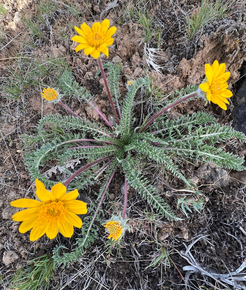 Hooker's Balsamroot photo 3