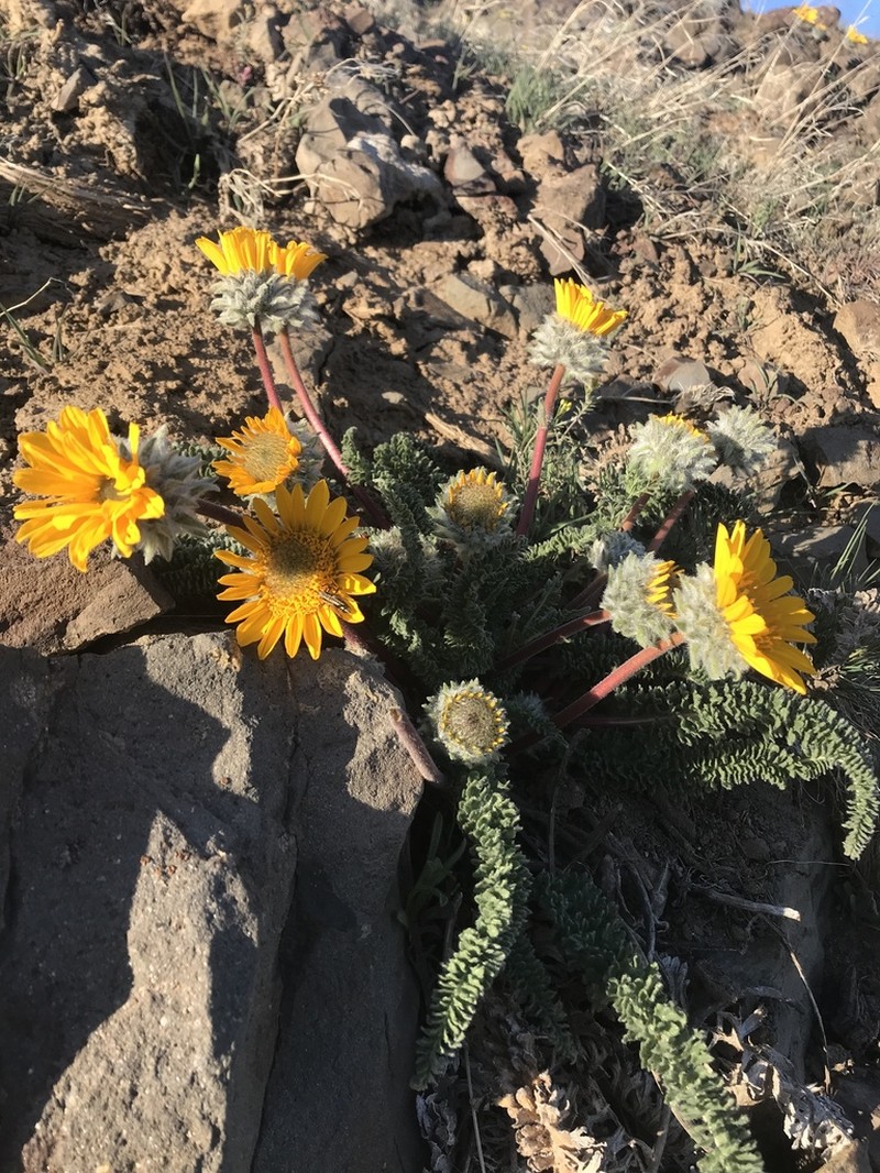 Hooker's Balsamroot photo 4
