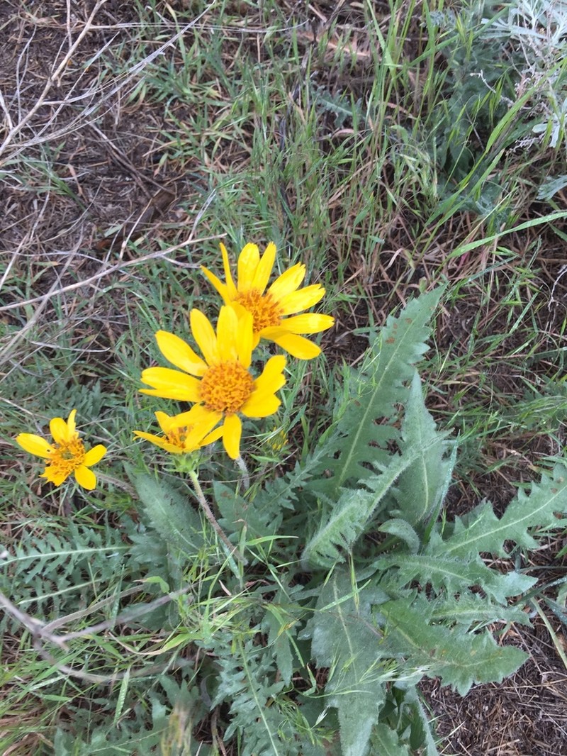 Hooker's Balsamroot photo 5