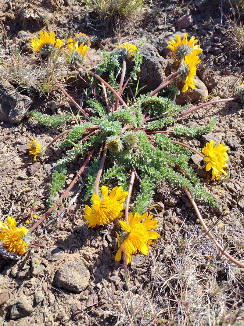 Hooker's Balsamroot photo 6