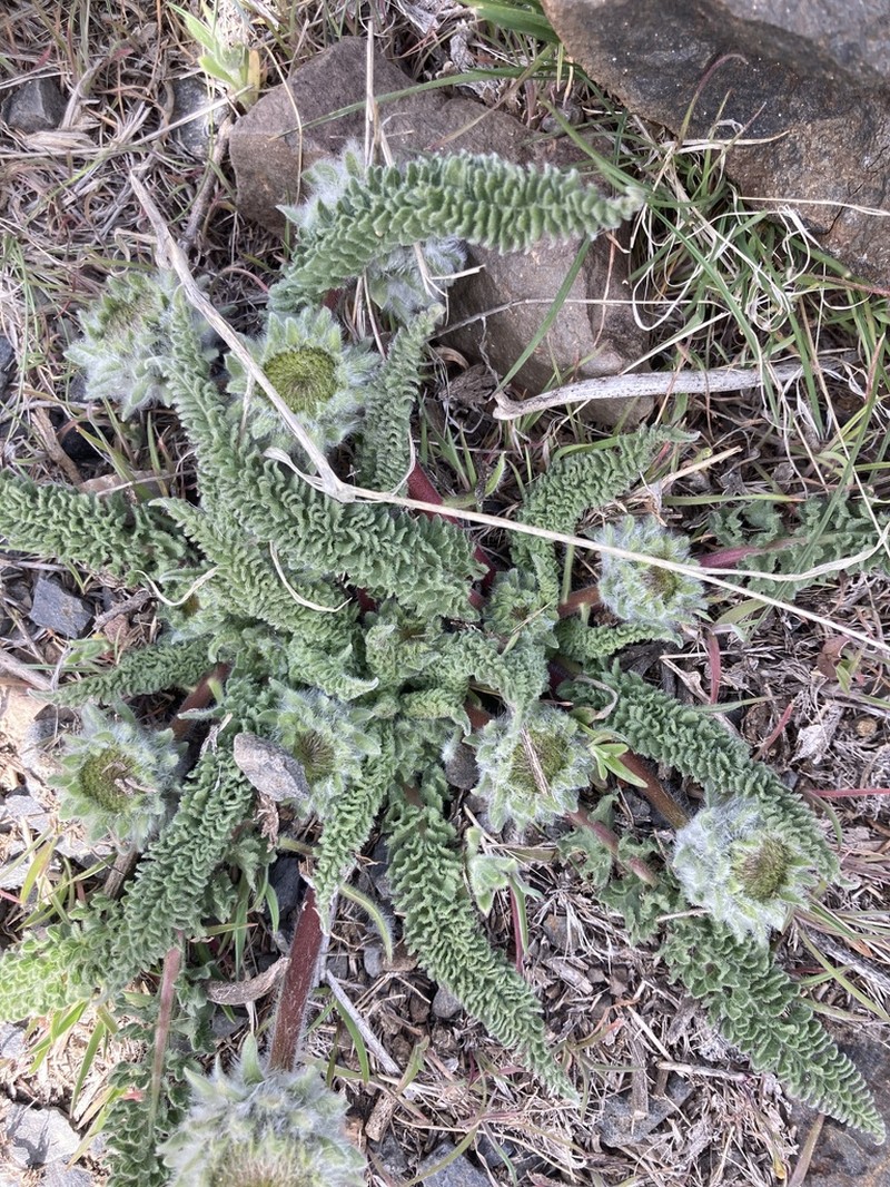 Hooker's Balsamroot photo 7
