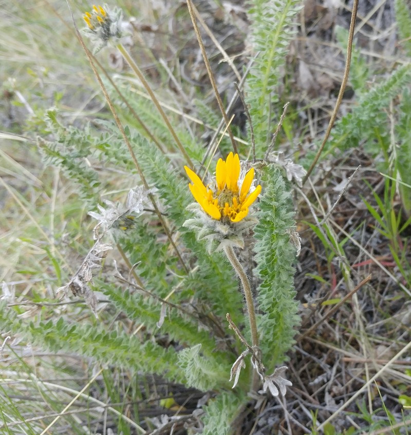 Balsamorhiza hookeri var. lagocephala