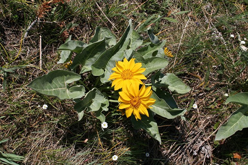 Hoary Balsamroot