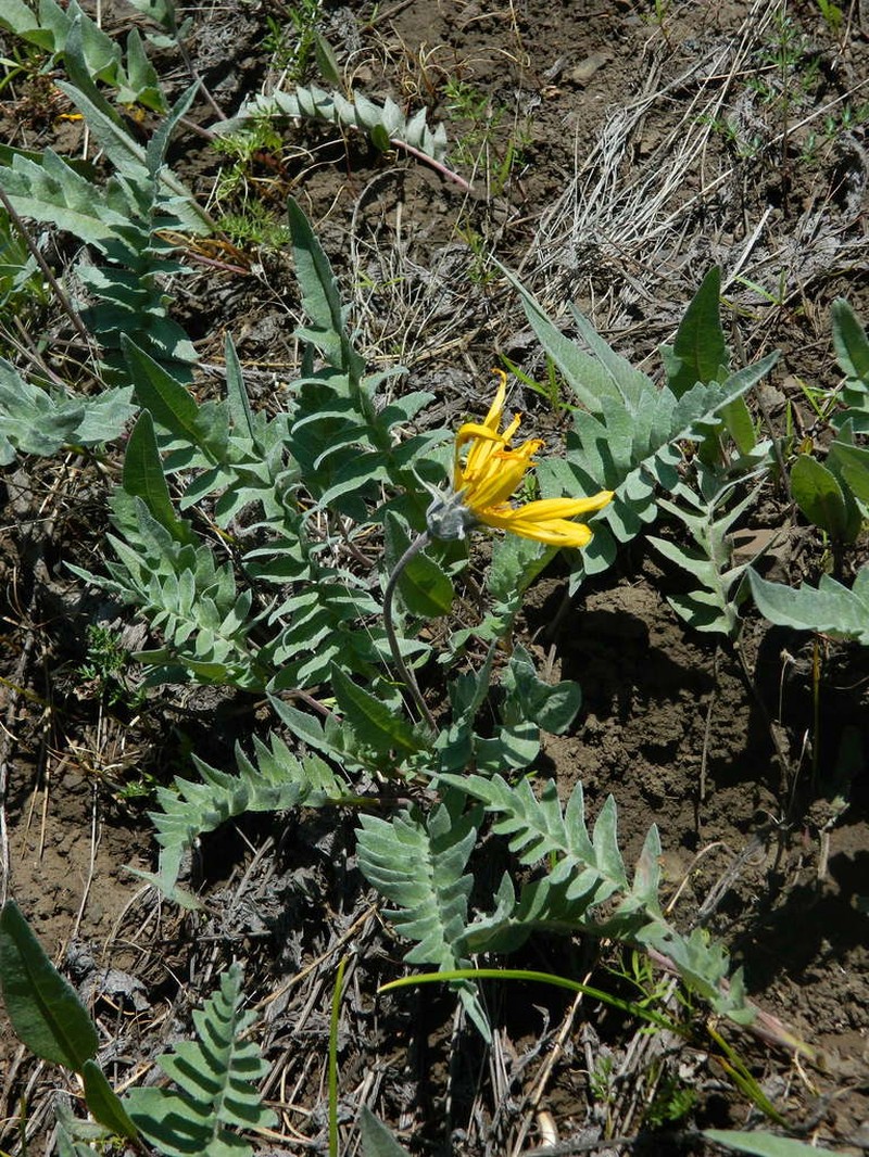 Hoary Balsamroot