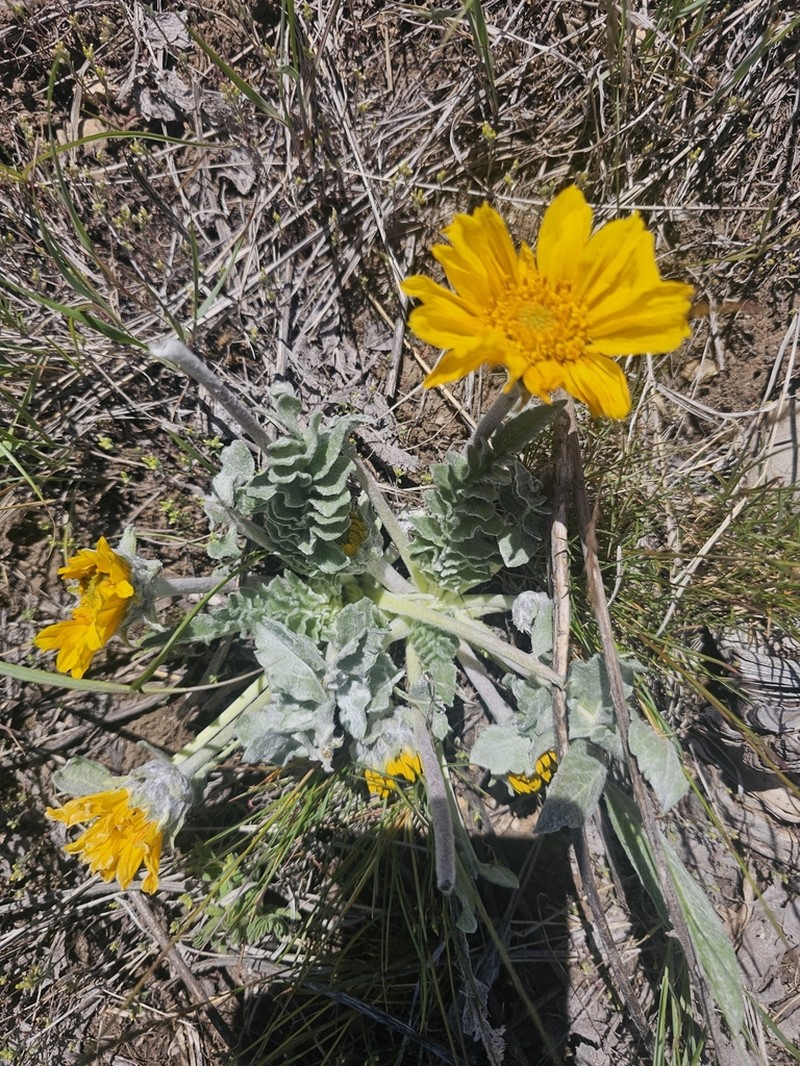 Hoary Balsamroot photo 2