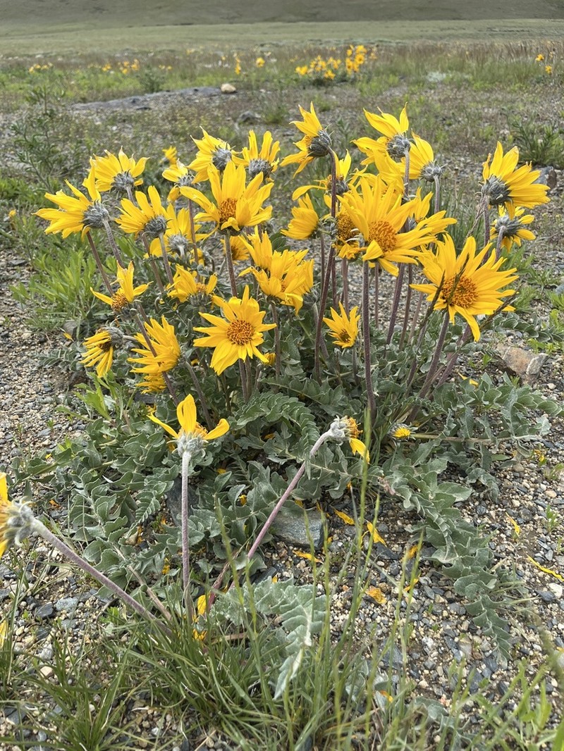 Hoary Balsamroot photo 3