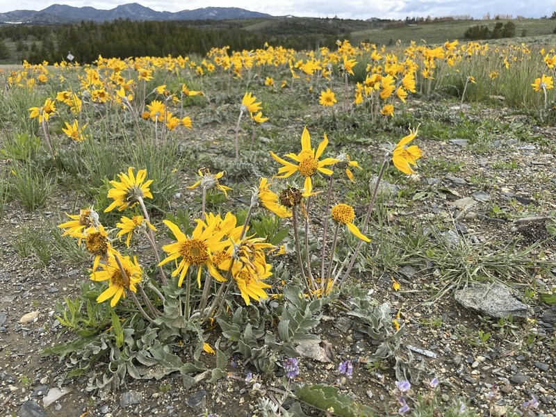 Hoary Balsamroot photo 4