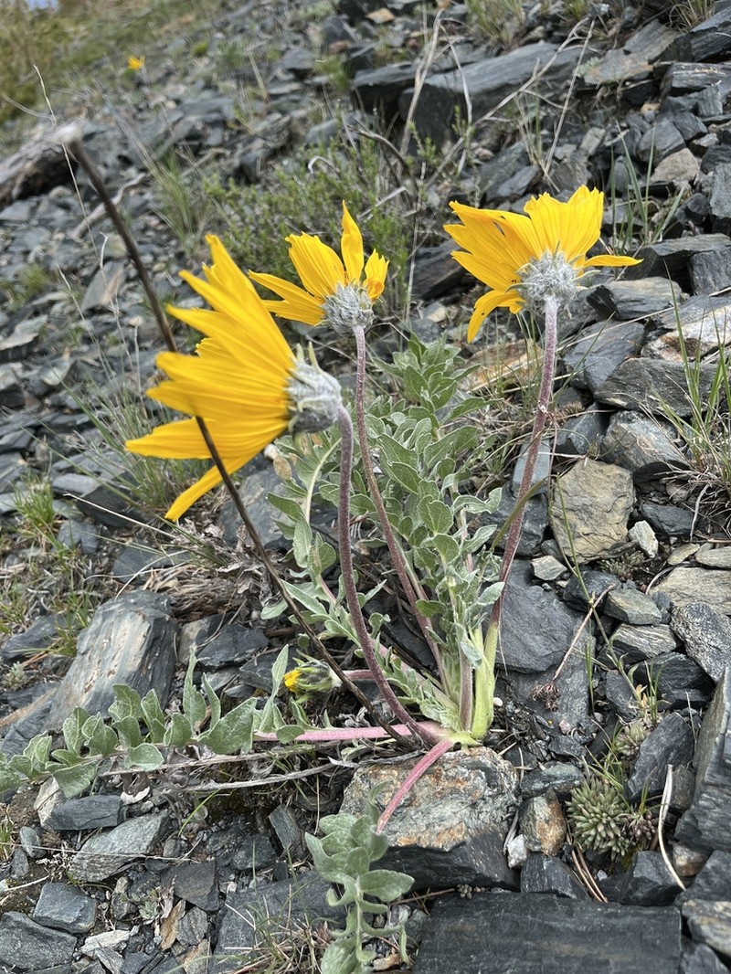 Hoary Balsamroot photo 5