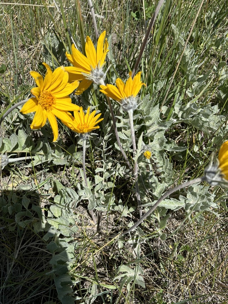 Hoary Balsamroot photo 6