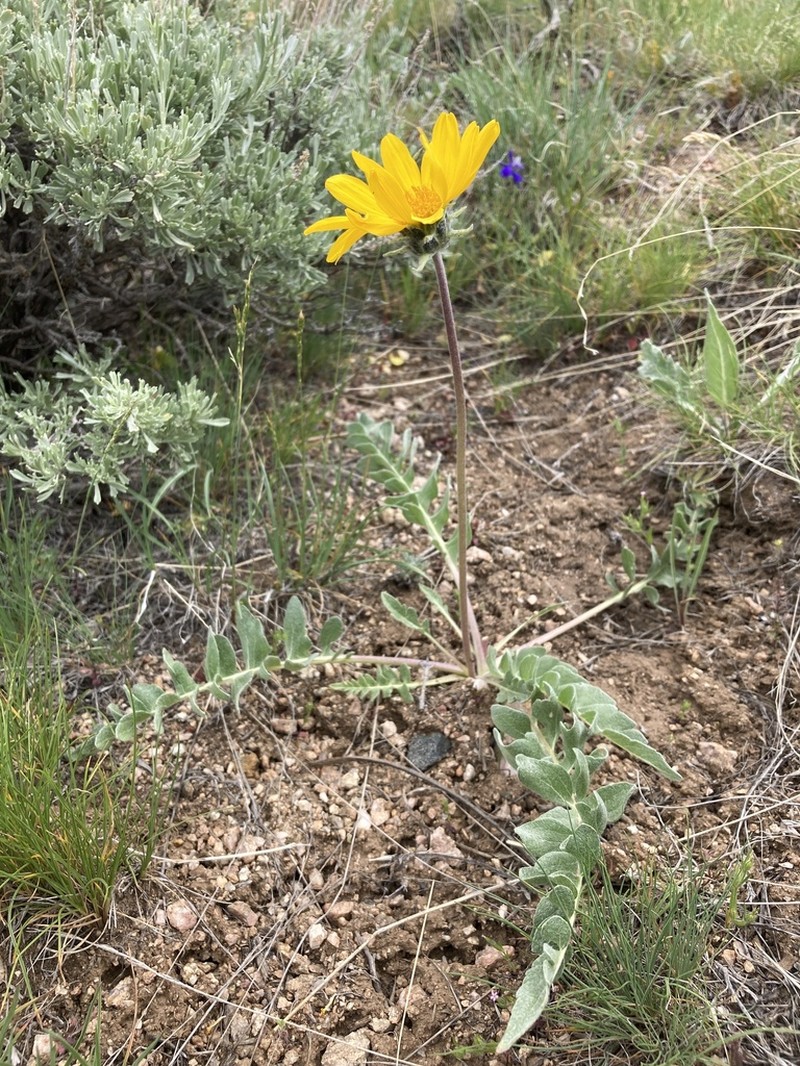 Hoary Balsamroot photo 7