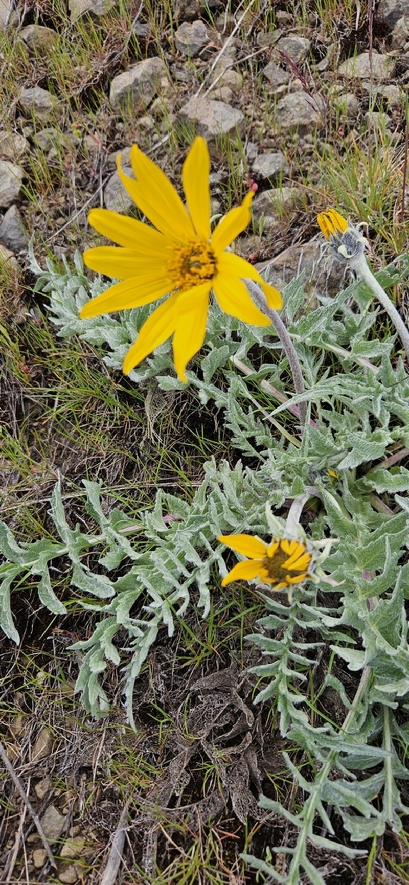 Hoary Balsamroot photo 8