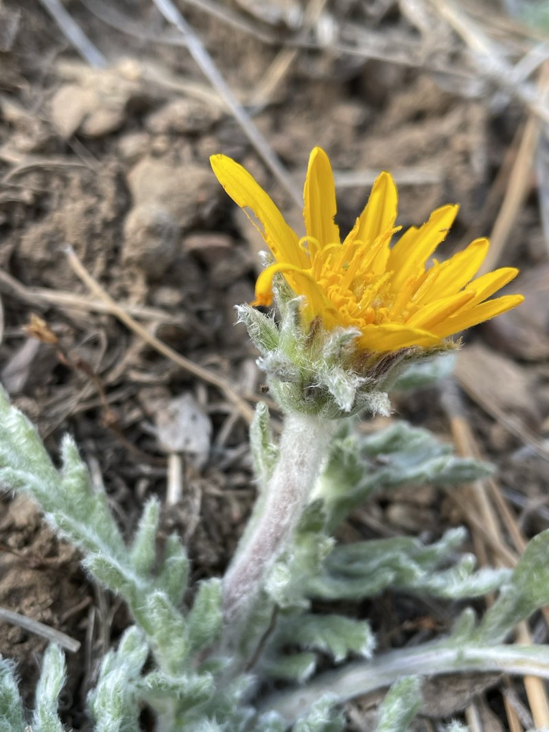 Lanate Balsamroot