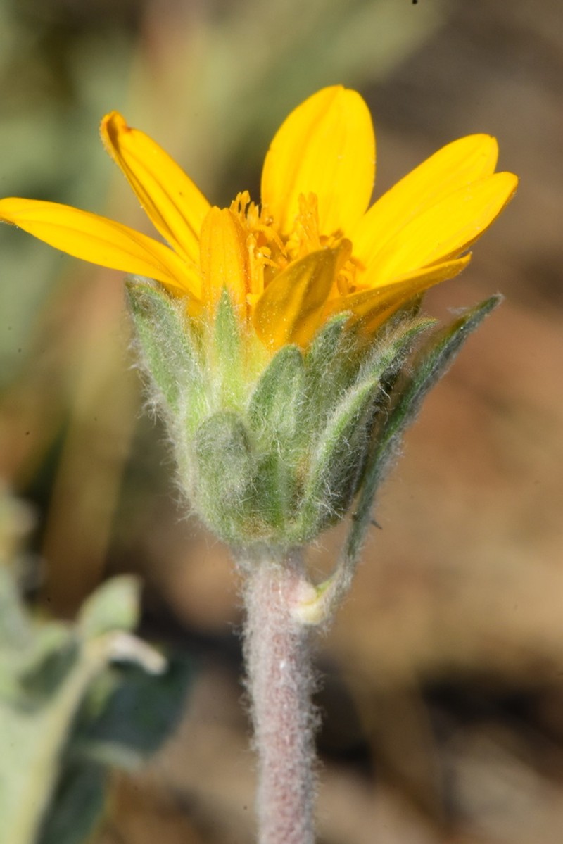 Lanate Balsamroot
