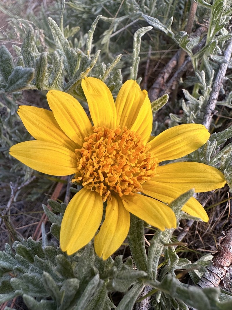 Lanate Balsamroot photo 2