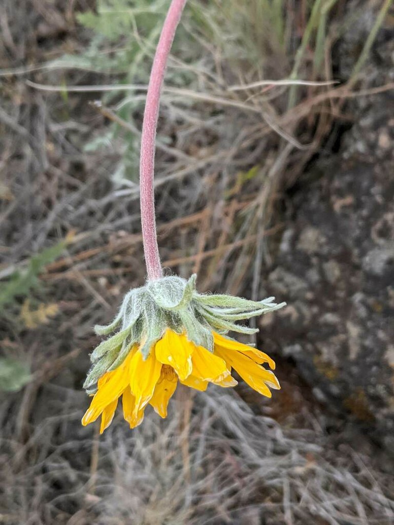 Lanate Balsamroot photo 3