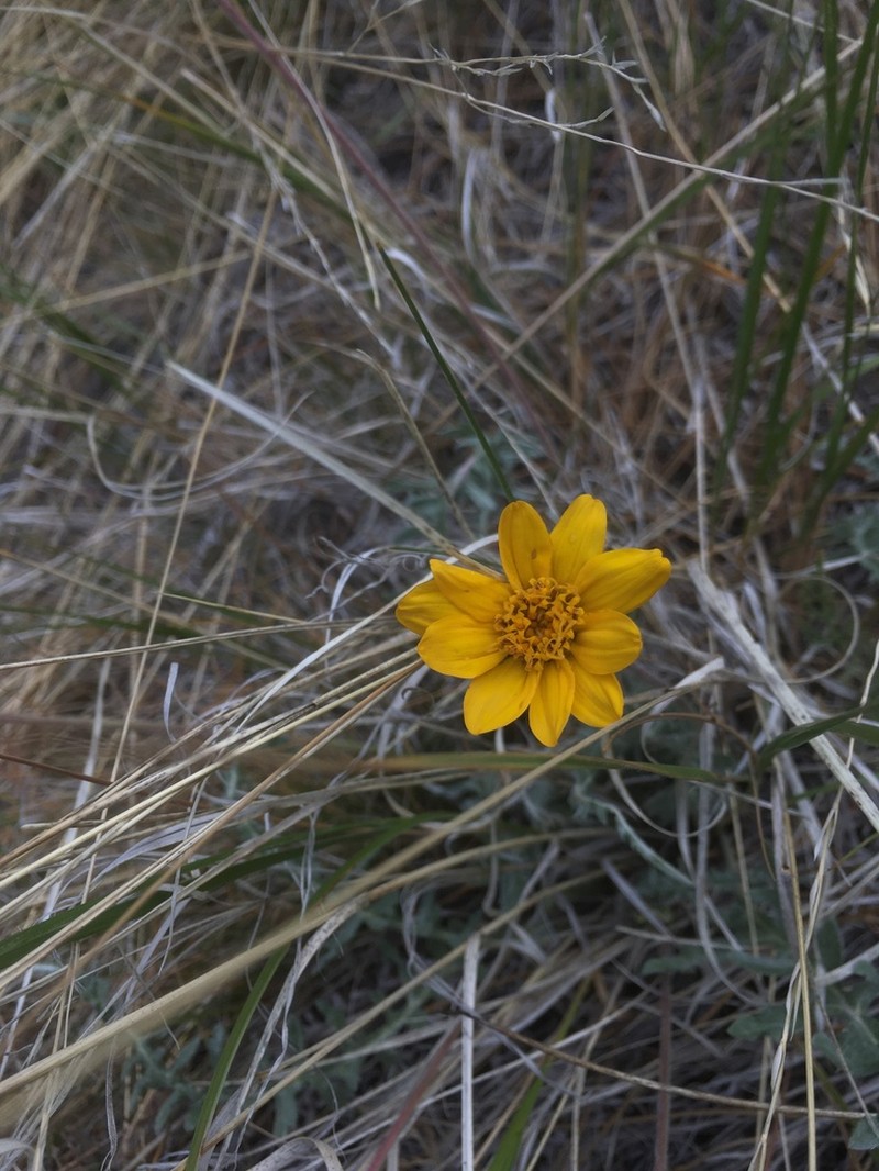 Lanate Balsamroot photo 4