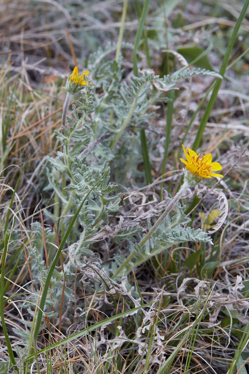Lanate Balsamroot photo 5