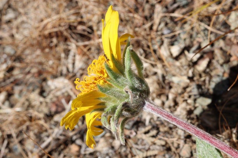 Lanate Balsamroot photo 6