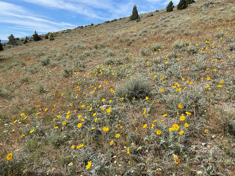 Lanate Balsamroot photo 7