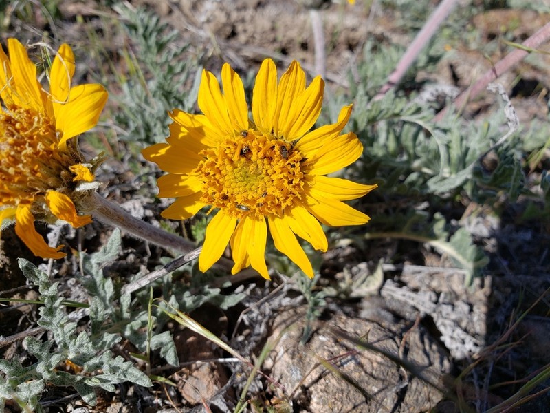Lanate Balsamroot photo 8