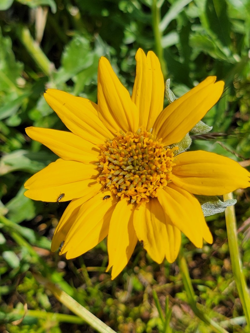 California Balsamroot
