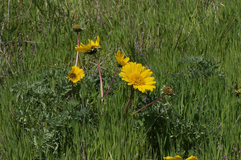 California Balsamroot
