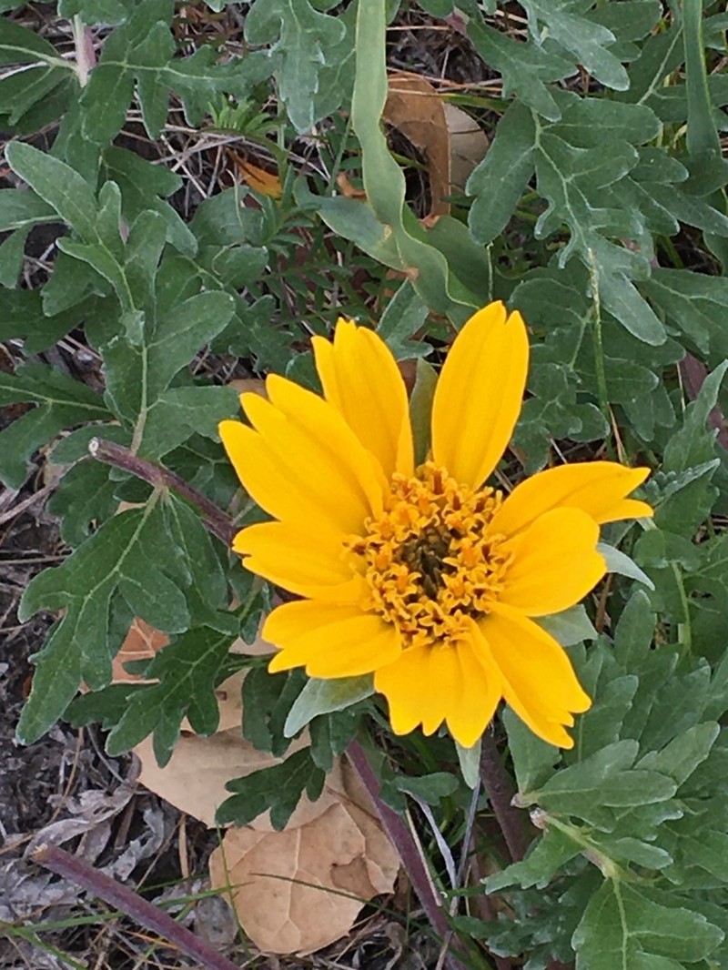 California Balsamroot photo 2
