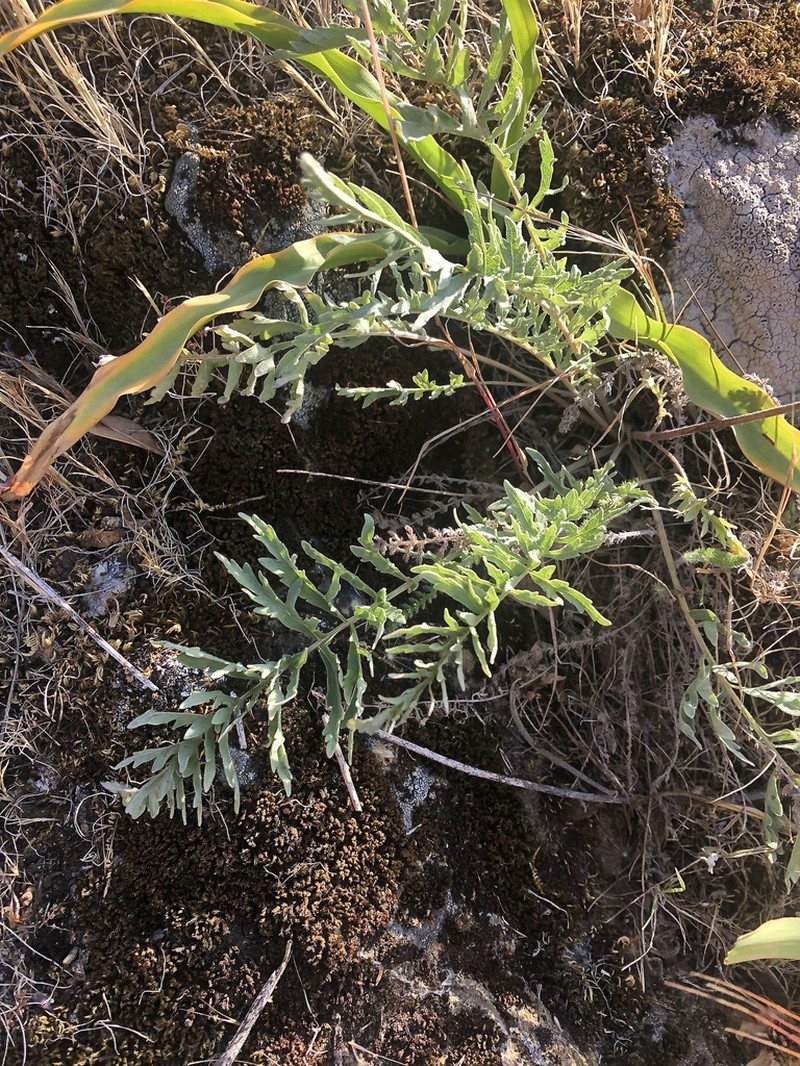 California Balsamroot photo 3
