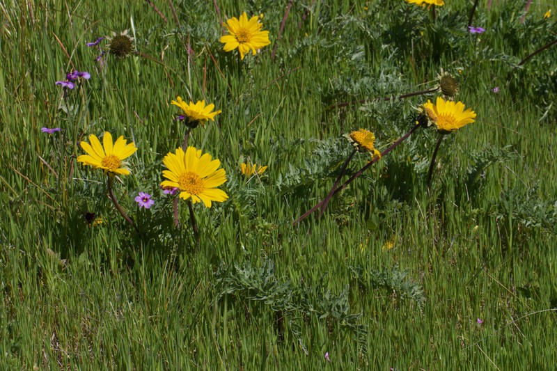 California Balsamroot photo 4