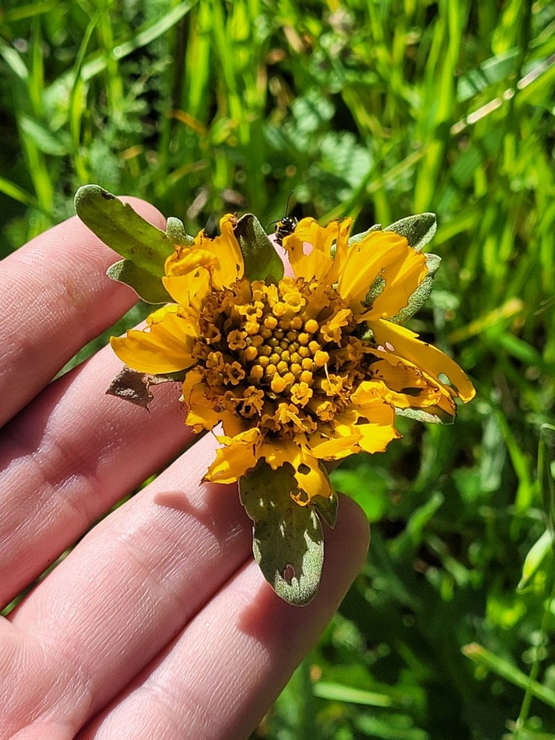 California Balsamroot photo 5