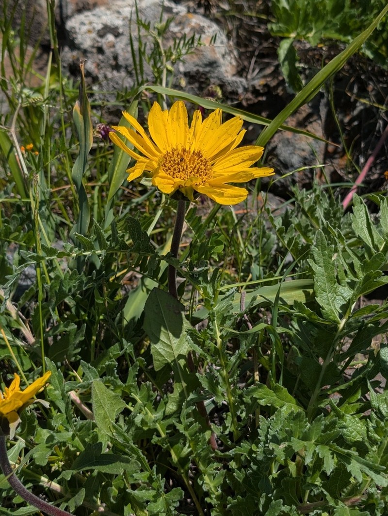California Balsamroot photo 6