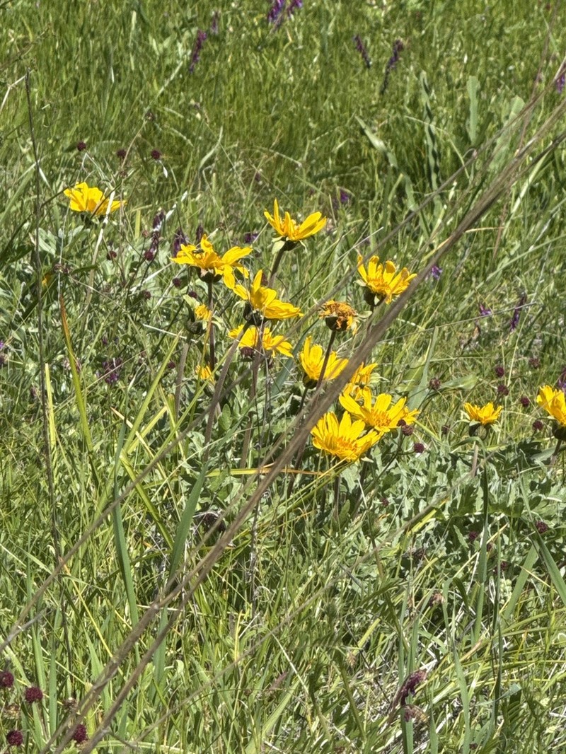 California Balsamroot photo 7