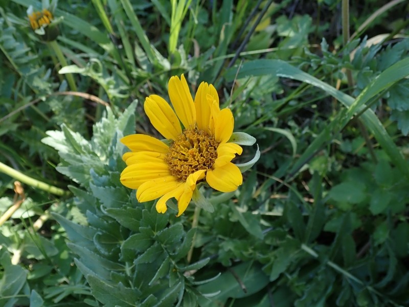 California Balsamroot photo 8
