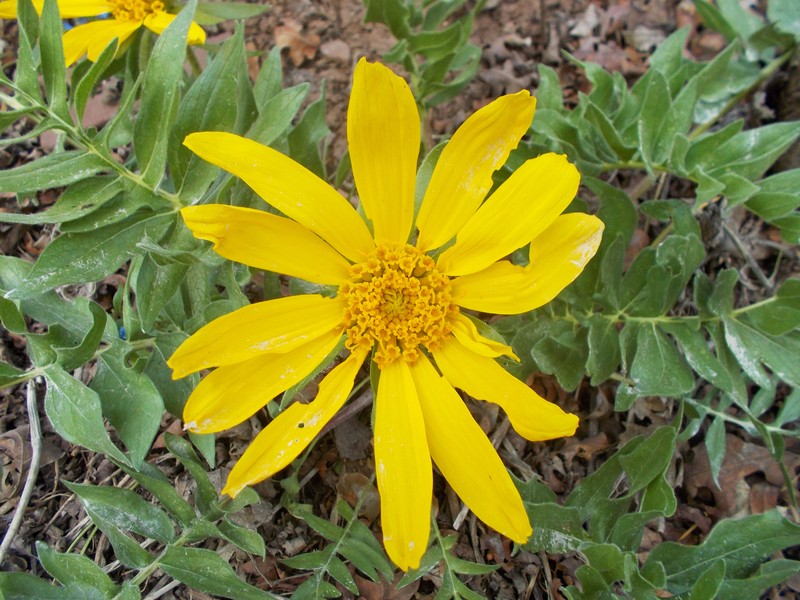 Cutleaf Balsamroot