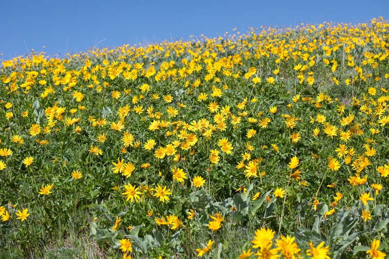 Cutleaf Balsamroot