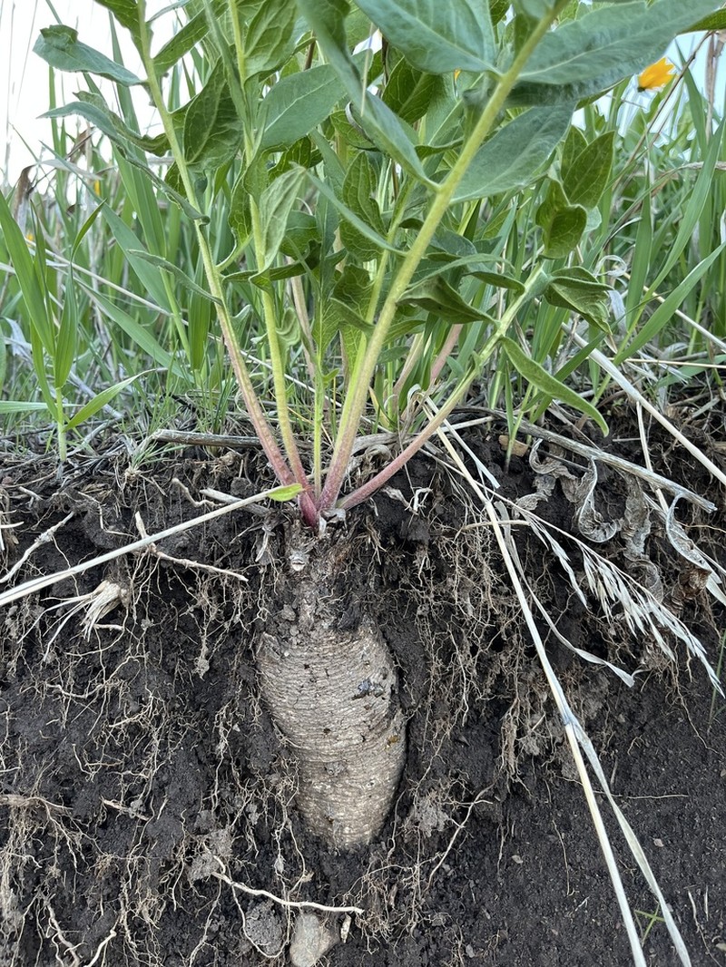 Cutleaf Balsamroot photo 2