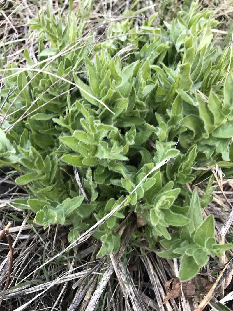 Cutleaf Balsamroot photo 3