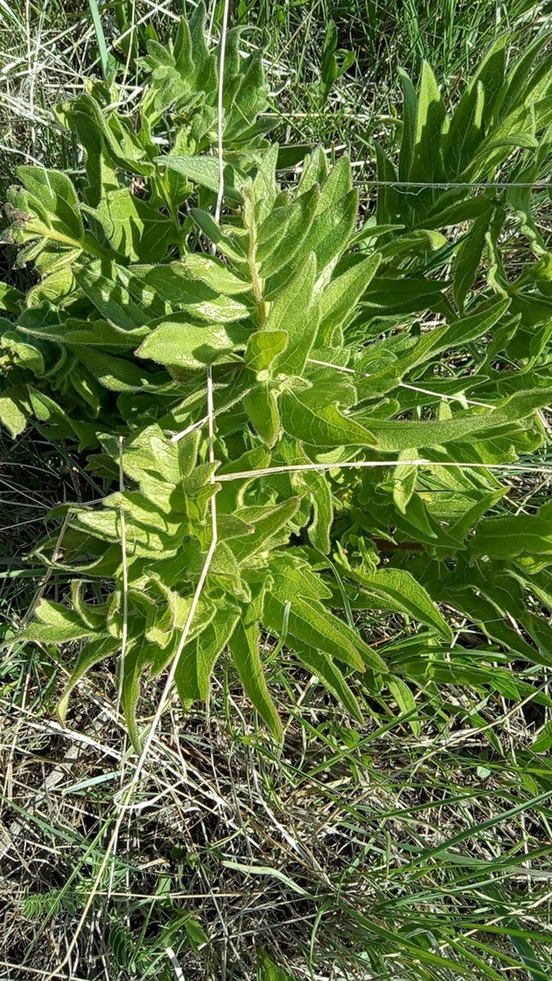 Cutleaf Balsamroot photo 4