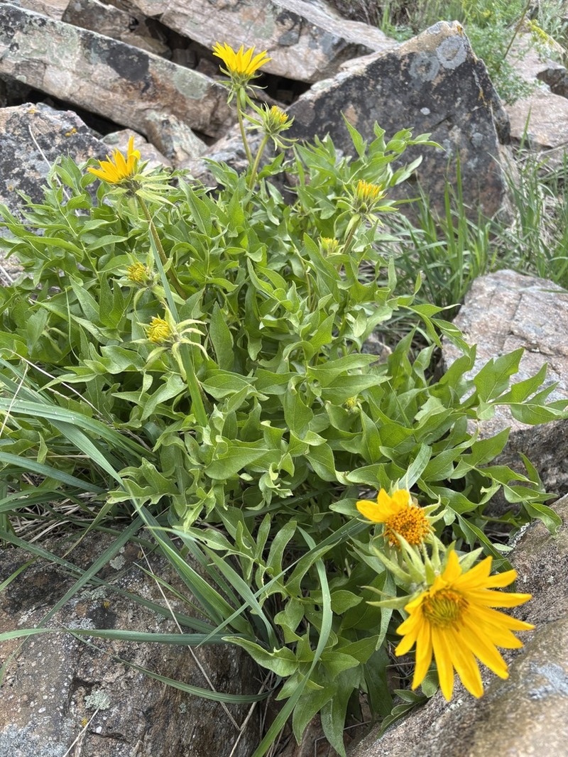 Cutleaf Balsamroot photo 5