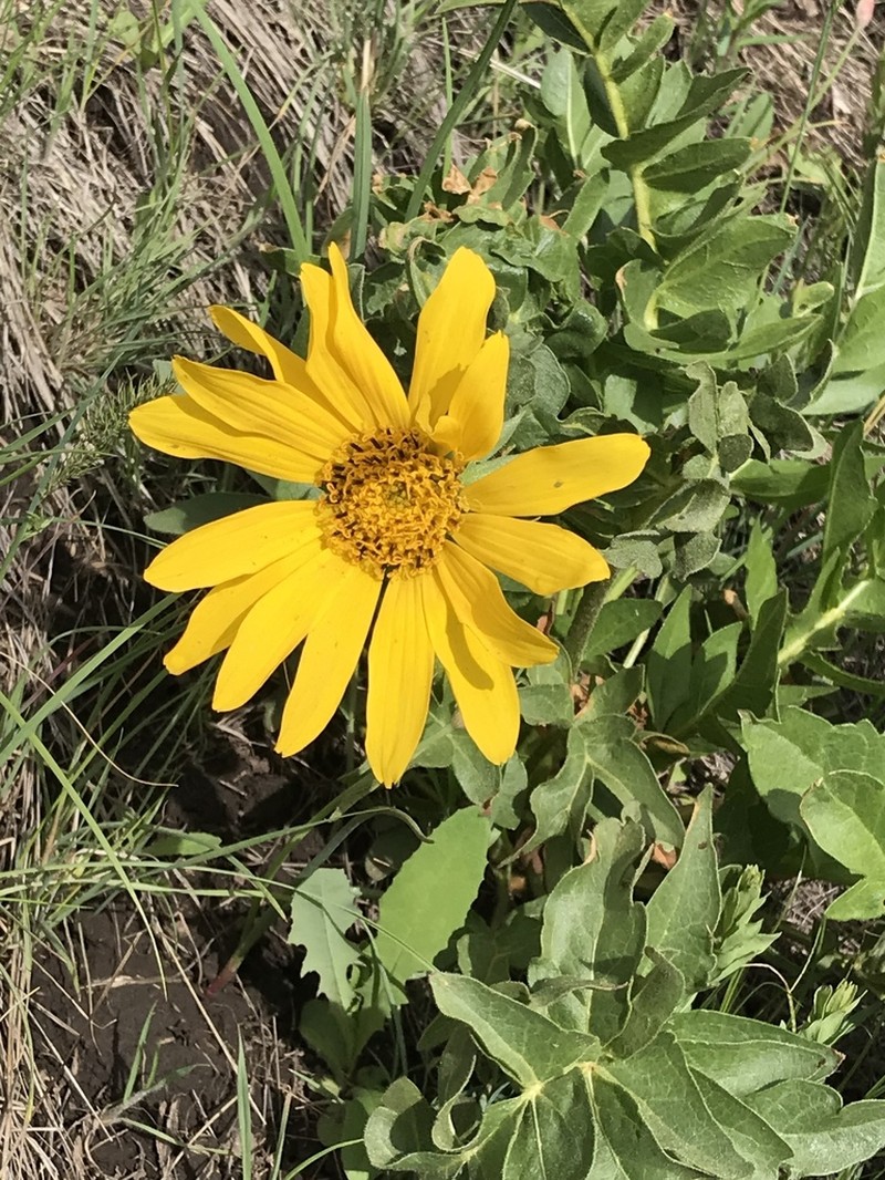 Cutleaf Balsamroot photo 6