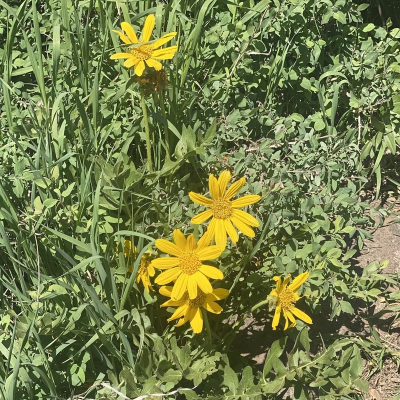Cutleaf Balsamroot photo 7