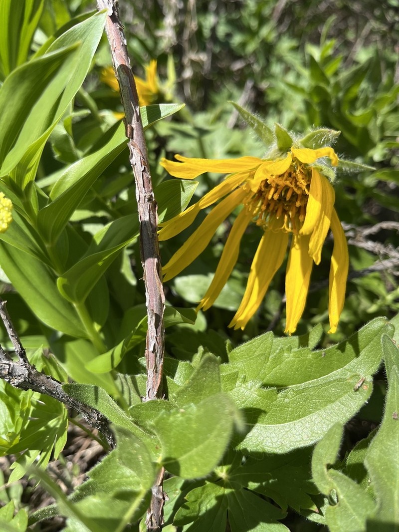 Cutleaf Balsamroot photo 8