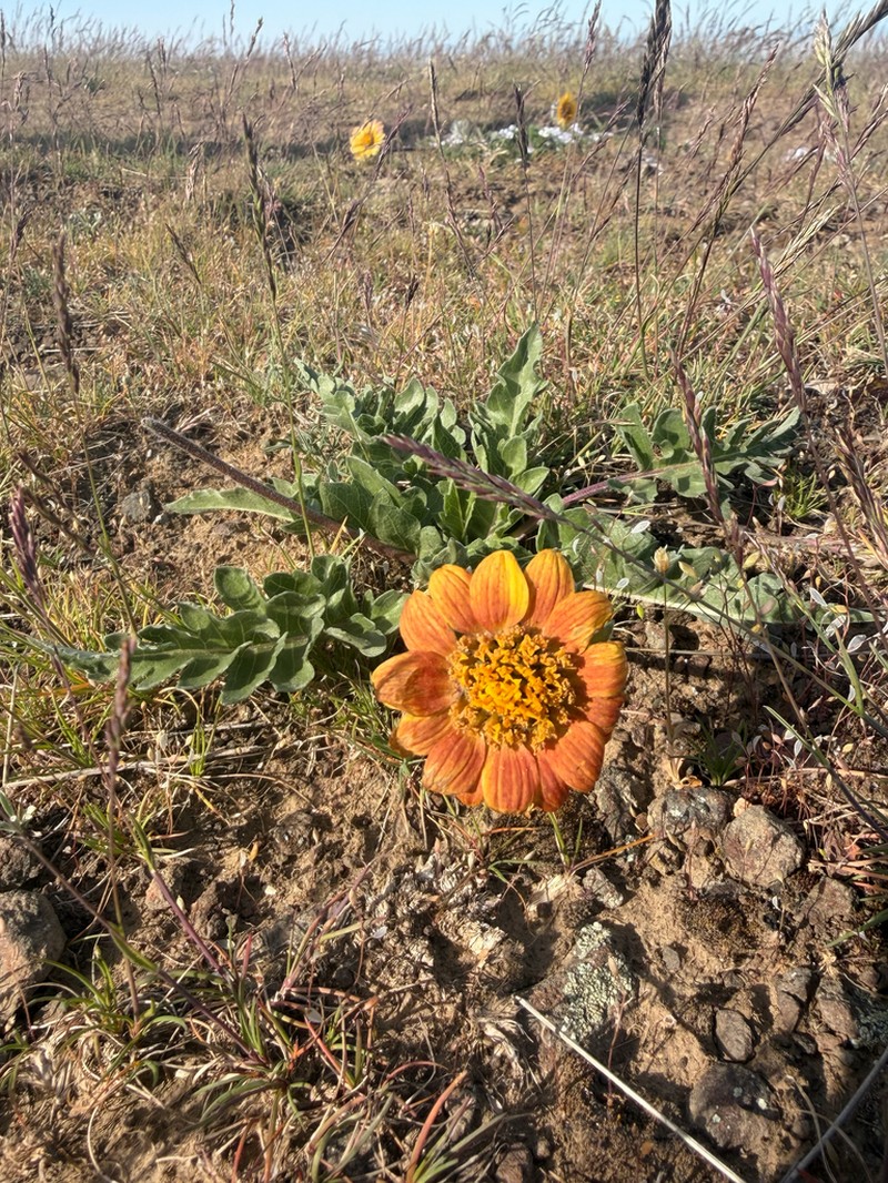 Rosy Balsamroot