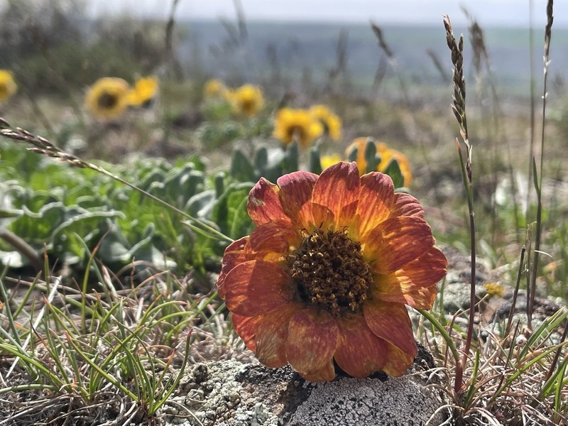 Rosy Balsamroot photo 2