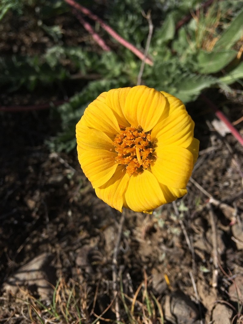 Rosy Balsamroot photo 3