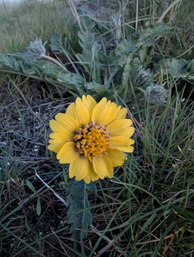 Rosy Balsamroot photo 4