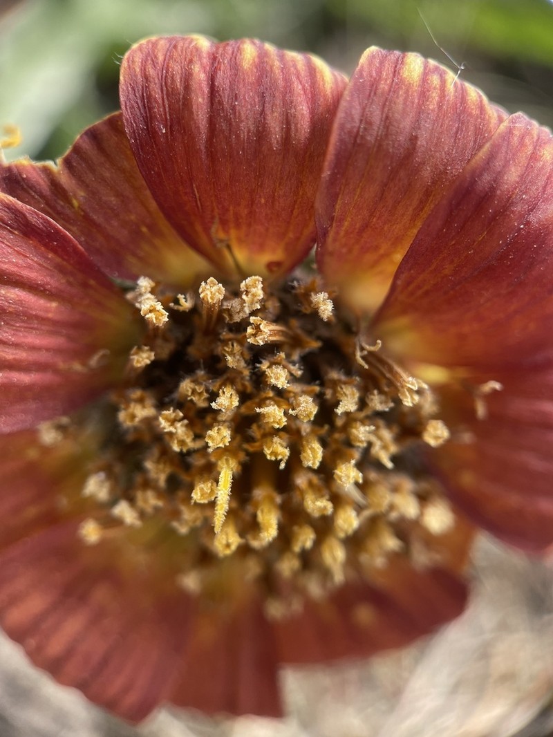 Rosy Balsamroot photo 5