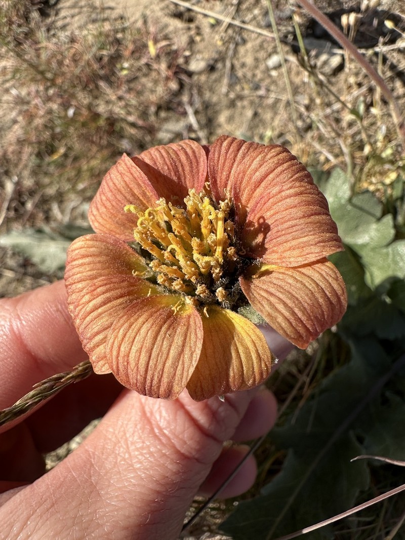 Rosy Balsamroot photo 6