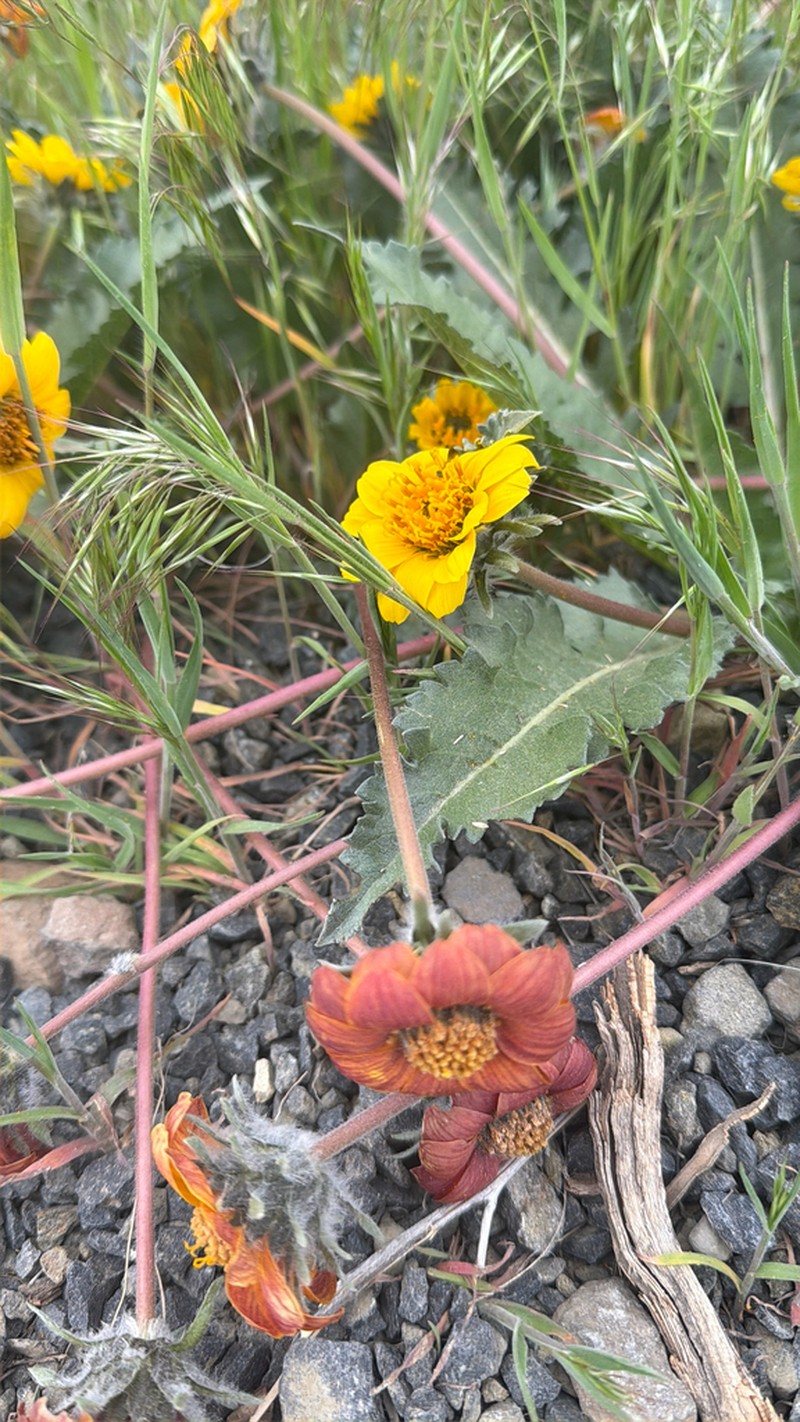 Rosy Balsamroot photo 7