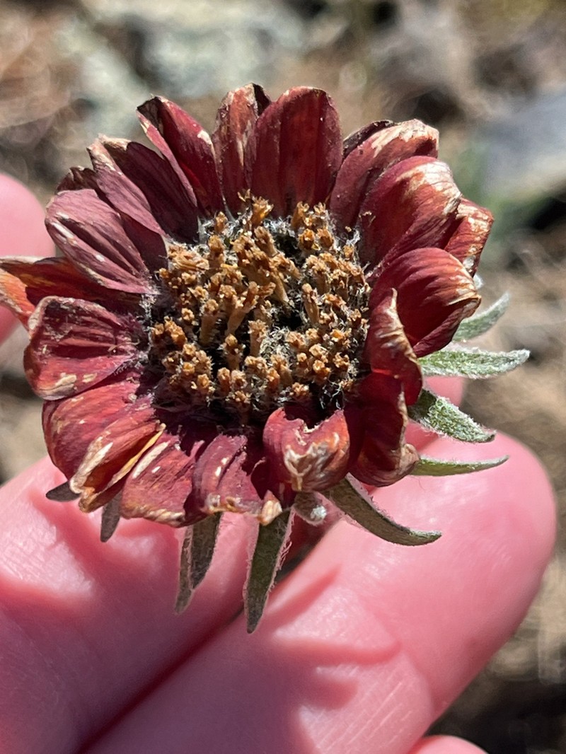 Rosy Balsamroot photo 8
